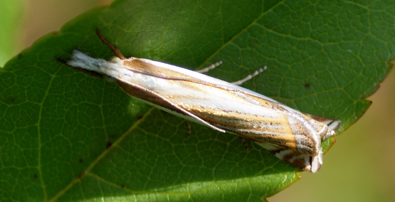 Crambidae da id.